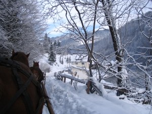 Horses in a snowy wood