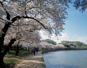 Cherry Blossoms